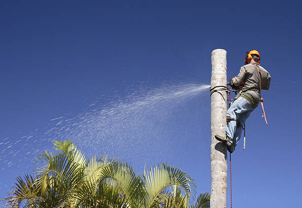 Best Palm Tree Trimming  in Redwater, TX