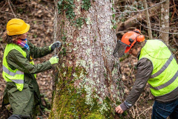 Best Tree and Shrub Care  in Redwater, TX