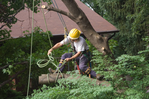 Best Root Management and Removal  in Redwater, TX