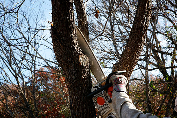 Best Tree Disease Treatment  in Redwater, TX