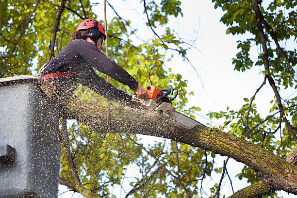 Redwater, TX Tree Care Company